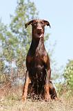 DOBERMANN 791